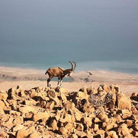 Ein Gedi Rooms Neve Zohar Luaran gambar