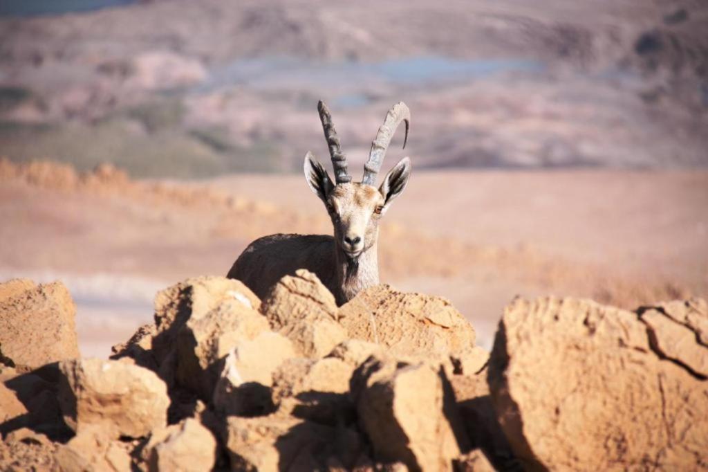 Ein Gedi Rooms Neve Zohar Luaran gambar