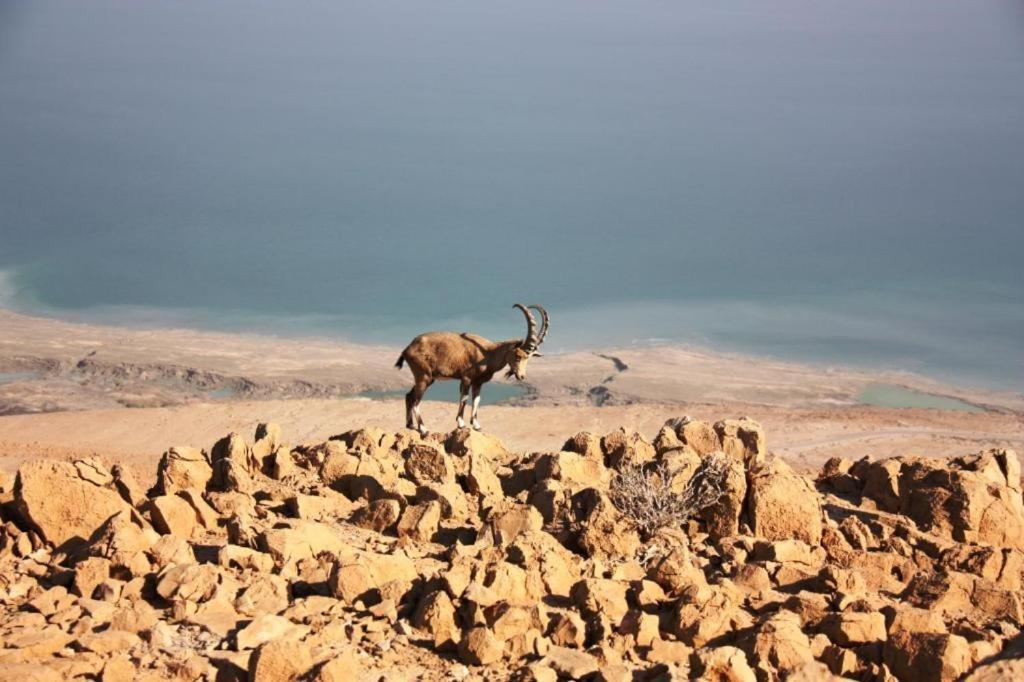 Ein Gedi Rooms Neve Zohar Luaran gambar